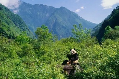 雅安大熊猫基地在哪里