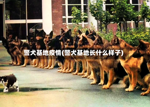 警犬基地疫情(警犬基地长什么样子)