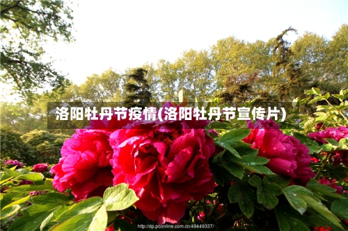 洛阳牡丹节疫情(洛阳牡丹节宣传片)-第1张图片