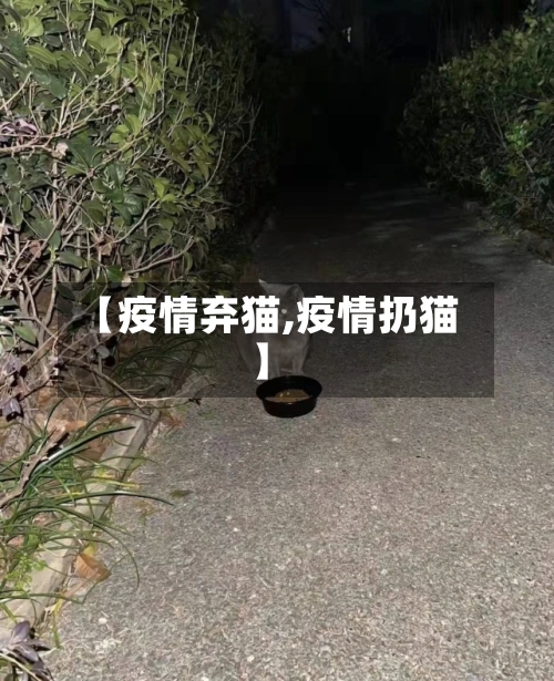 【疫情弃猫,疫情扔猫】-第1张图片